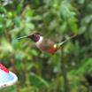 Magenta-throated Woodstar
